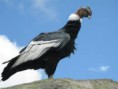 /album/fotogaleria/condor-2-jpg/